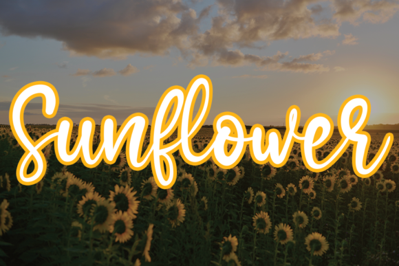 Download Sunflower - Premium Resources